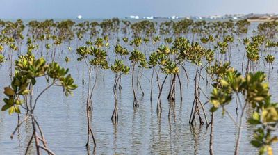 Egypt Replants Mangrove ‘Treasure’ to Fight Climate Change Impacts