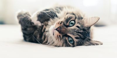 Why you should train your cat – and how to do it