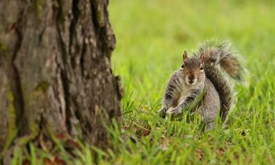 Squirrel-free on a wing and a preyer