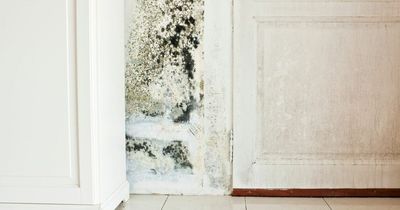 Black mould symptoms and risks as experts urge households to prevent damp