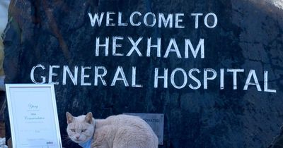 'He makes people's lives better' - Cherished Hexham Hospital Cat wins PDSA commendation