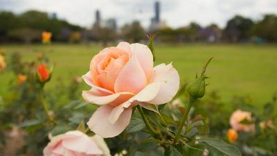 New Farm Park's century-old rose garden springs to life despite soggy start