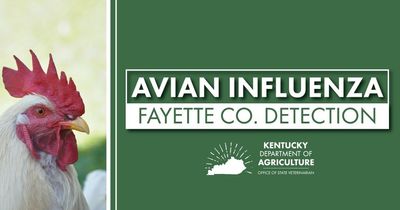 Case of avian flu detected in Fayette County flock