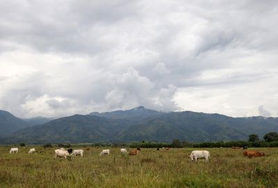 Colombia reaches deal to buy land from cattle ranchers