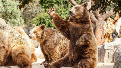 Dow Jones Futures: Stocks Near Bear Market Lows On Columbus Day