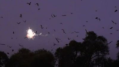 Flying fox colony dispersed from Charters Towers with pyrotechnics, gas cannons after years of conflict