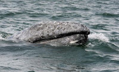 Gray whale numbers along North America's west coast down nearly 40% since 2016