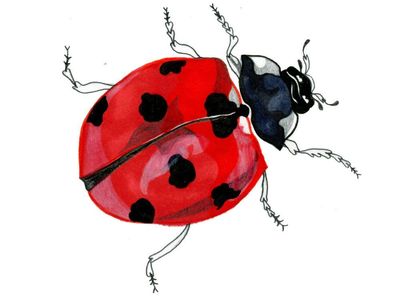 Why do ladybirds have spots and why do we get bruises? Try our kids’ quiz