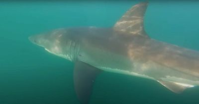 Moment fisherman forced to stay completely still as great white shark circles kayak