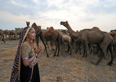Watch | Why is the camel fair at Gujarat’s Sanosara special?