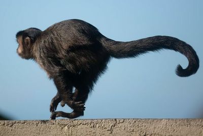 Fatal Virus In Monkeys Poised For Spillover To Humans