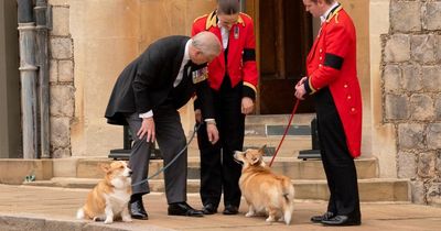Queen's 'treasured' corgis thriving at home with Fergie and Prince Andrew