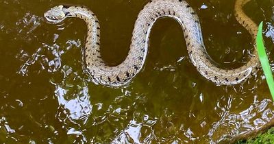 Huge snake spotted swimming in Welsh canal