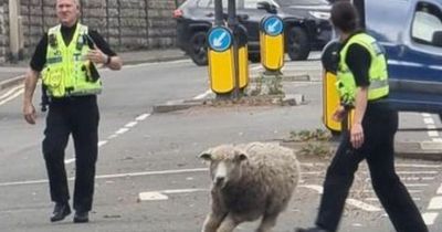 Police chase rogue runaway sheep on busy stretch of road after it escaped