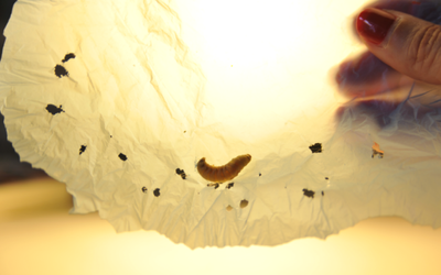 The humble grub that could solve – and dissolve – our growing plastic problem