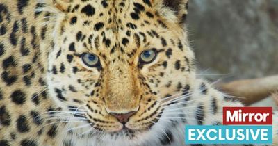 Frozen Planet II captures world first as two rare big cats cover each other's tracks