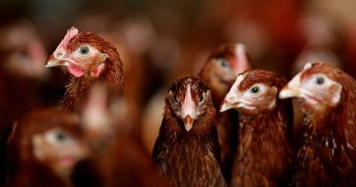 Crackdown to tackle avian flu stepped up as UK's biggest outbreak continues