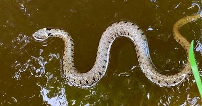Huge snake spotted swimming in canal in small UK town as residents shocked
