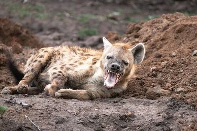 Animal science: 7 creatures debunk the biggest stereotypes about sex