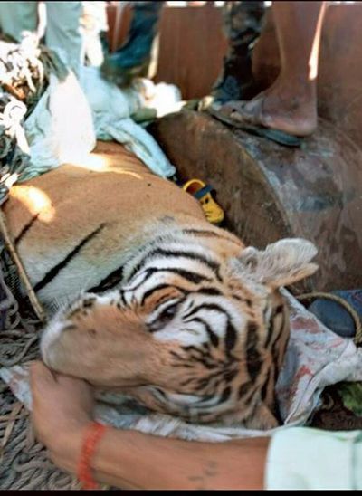 Tiger that claimed nine lives in Bihar’s West Champaran shot dead