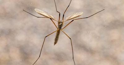 How to get daddy long-legs out of your house - 5 methods that actually work