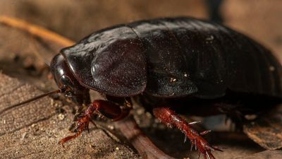 'Extinct' wood-feeding cockroach rediscovered on Lord Howe Island