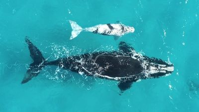 Albany's southern right whales focus of research after being hunted 'almost to extinction'