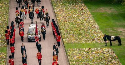 Buckingham Palace releases new photo of Queen’s funeral Fell Pony Emma