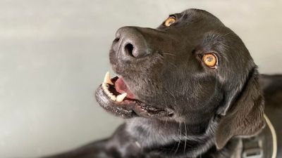 Could dogs play a role in battling one of the biggest economic pests to the sugar industry?