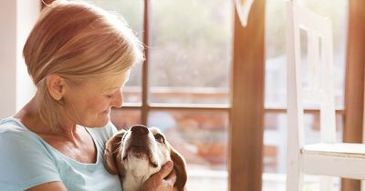 The laws that you need to be aware of if you own a dog