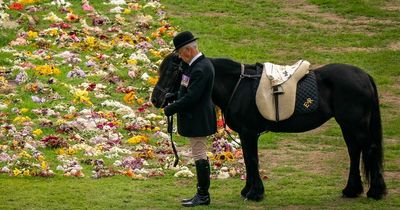 Royal Family gives update on Queen's pony after moving funeral tribute