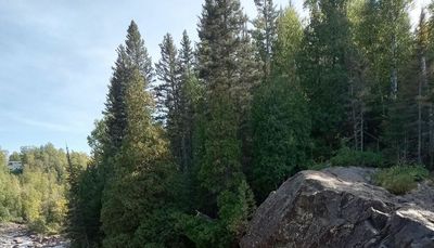 Sandhill cranes and deer mixing, counting sandhills, Illgen Falls, and Illinois bowfin