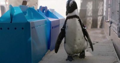 Penguin finds love after getting special pair of shoes to help 'bumblefoot' condition