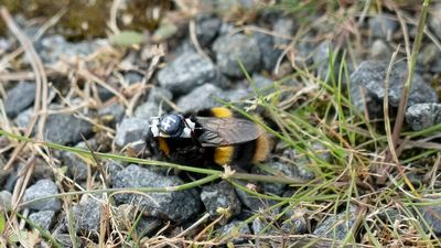 Researchers put radio backpacks on bumblebees in Tasmania in insect-tracking trial