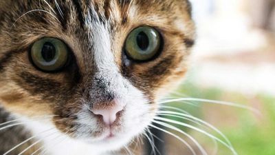 Cat containment rules lead to boom in demand for outdoor pet enclosures