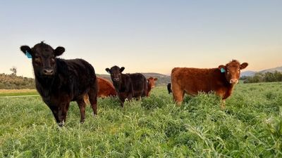 Cattle Australia facing legal challenge from restructure committee members over 'flawed' constitution