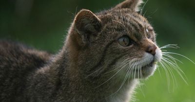 All the big cats reportedly spotted prowling wild in the UK