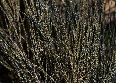 In Mexico, locals try to save traditional 'Mexican caviar'