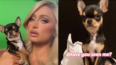 An Aussie Pet Psychic Says She’s Assisting Paris Hilton In The Search For Her Missing Chihuahua