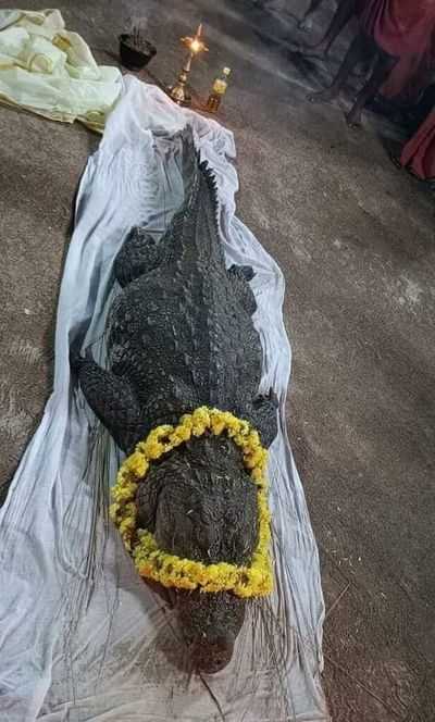 Babiya, Kerala’s ‘vegetarian’ crocodile of Ananthapura lake temple dies