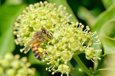 How to keep bees happy in autumn