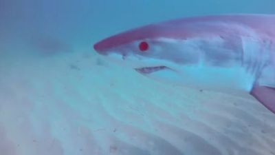 Shark startles kayaker after camera footage reveals close encounter off Adelaide