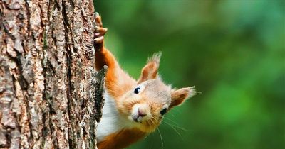 Dumfries and Galloway residents asked to keep an eye out for squirrels