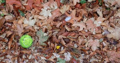 Gardening jobs for autumn - 8 cheap ways to reuse all your dead leaves