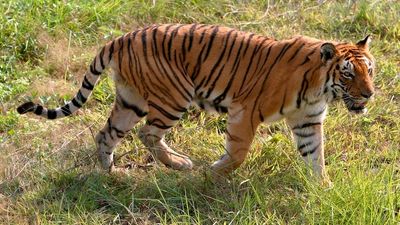 Tiger that killed at least nine people — known as 'Man-eater of Champaran' — shot dead in India