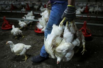 Malaysia eases restrictions on live chicken exports