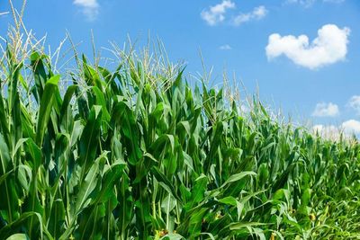 Kentucky agriculture officials oppose suggested EPA herbicide limits