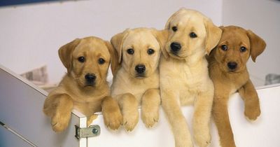 Most popular pet names of 2022 revealed - as Labradors are crowned best breed