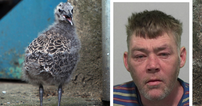 Brutal seagull killer jailed after impaling helpless chick on fence and throwing another to its death in Sunderland