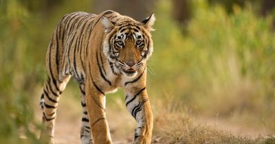 Tiger shot dead in India after killing nine